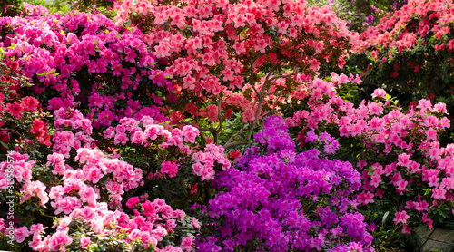Fotomural Beautiful vibrant azalea flower tree blooming in the botanical garden, in Kyiv