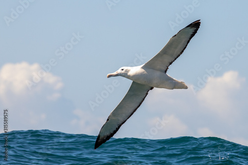 Cuadros en Lienzo Southern Royal Albatross