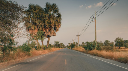 Wall Mural - Road in the Forest