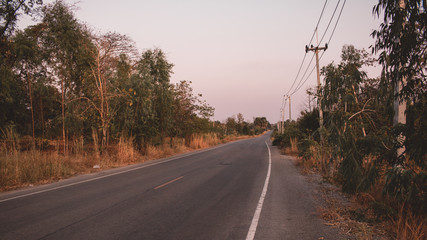 Wall Mural - Road in the Forest