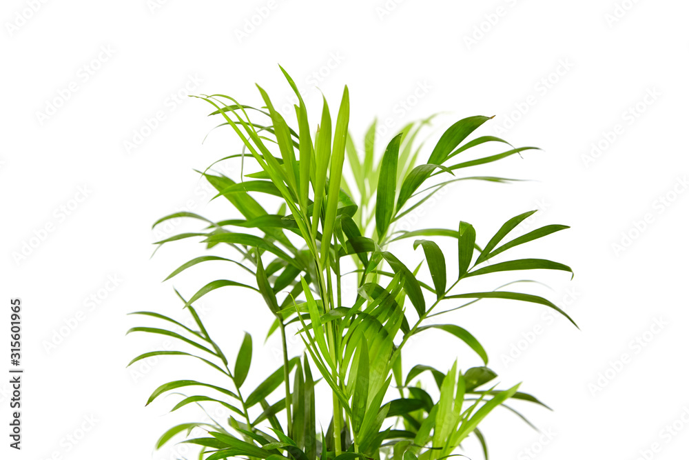 Houseplant, green leaves of indoor palm, closeup, isolated on white background. Chamaedorea, Parlor palm plant - obrazy, fototapety, plakaty 