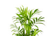 Leinwandbild Motiv Houseplant, green leaves of indoor palm, closeup, isolated on white background. Chamaedorea, Parlor palm plant