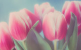 Fototapeta Tulipany - Tulpen in pink, Nahaufnahme, Hintergrund