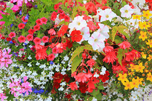 Colorful Flower Background With Petunias, Lobelia, Geranium And Bidens