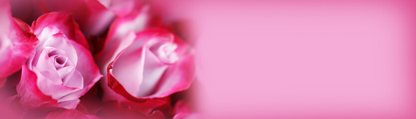 Sticker - Pink rose flowers background