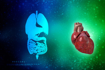 Poster - 3d illustration  Anatomy of Human Heart 