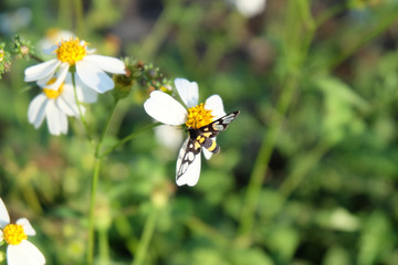Wall Mural - close-up butterfly flying on spanish needle, black-jack, a white flowers working and pollinating.