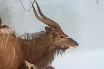 Wall Mural - Nyala in the African bush veld