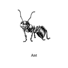 Illustration Of Red Wood Ant. Drawn Insect In Engraving Style. Sketch In Vector.
