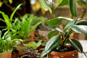 ficus elastic plant rubber tree and others potted plants on a table. selective focus.
