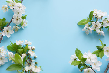 Spring white blossom branches on blue. Floral pattern. Space for text. Banner or template. View from above, flat lay.