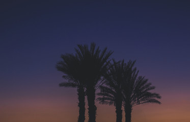 Wall Mural - palm silhouette purple twilight sky background landscape view after sunset romantic south tropic wallpaper environment with empty copy space for your text here