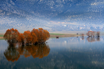 Wall Mural - reflection of trees in the water