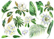 Set Of White Watercolor Flowers, Branch Of Plumeria, Magnolia, Passiflora With Green Leaves, Frangipani, Passion Flower, Banana Palm, Palm Tree, Hand Drawn Jungle Illustration. Stock Illustration.