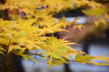 Wall Mural - Yellow maple leaves during autumn