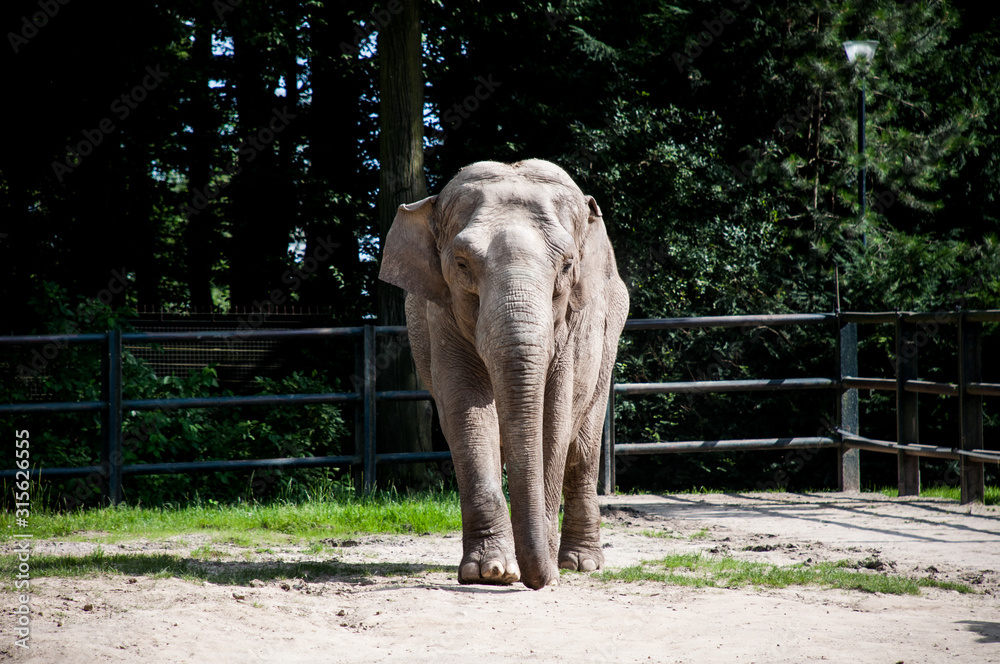 słoń zwierze zoo dzikie zwierze - obrazy, fototapety, plakaty 