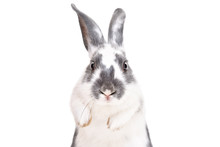 Portrait Of A Funny Cute Rabbit, Closeup, Isolated On A White Background