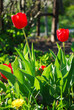 Tulipany kwiat czerwony 