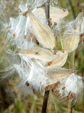 Milk Weed Going To Seed