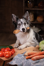 Dog In The Kitchen. Healthy, Natural Food For Pets. Border Collie Holds A Spoon.