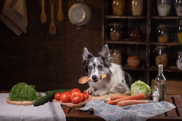 dog in the kitchen. Healthy, natural food for pets. Border Collie holds a spoon.