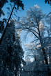 Zima szron śnieg winter drzewa
