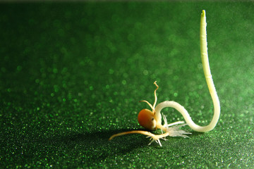 Canvas Print - Macro of corn sprout background