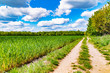 Fields at the city boundary between Berlin and Brandenburg, Germany. Over the landscape, white clouds can be seen in a bright blue sky. Between fields and bushes leads a sandy dirt road along.