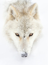 Arctic Wolf Headshot Isolated On White Background Closeup In The Winter Snow In Canada