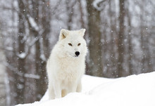Arctic Wolf Standing In The Falling Winter Snow In Canada