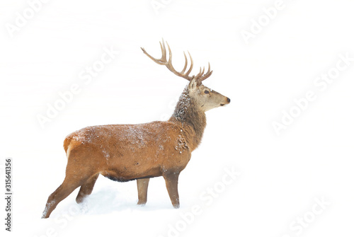 deer stags canada