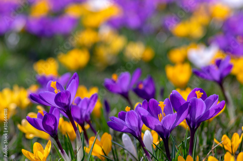 Plakat krokusy  pole-kwitnacych-roslin-crocus-vernus-grupa-jasnych-kolorowych-wczesnych-wiosennych-kwiatow-w