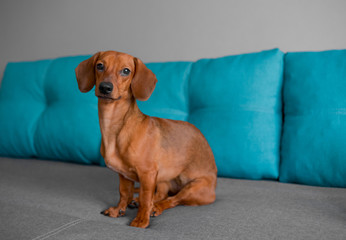 Close up of dachshund puppy, dog sits on the sofa, smart looking puppy.