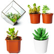 Collage of potted succulents isolated on white