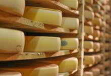European Cheese Wheels Refining Cellar On Traditional Spruce Wooden Shelves