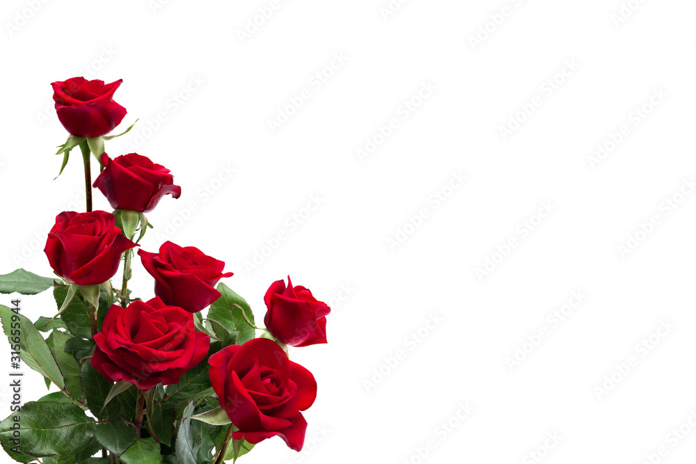 Flowers red roses on a white background with space for text - obrazy, fototapety, plakaty 