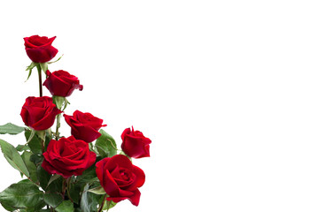 Wall Mural - flowers red roses on a white background with space for text