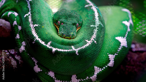 Fotomural The green snake is curled up in a ball and looks directly at the camera