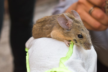 phyllotis darwini. capture and sighting of wildlife in the quebrada de la plata nature sanctuary, ec