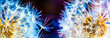 Colorful dandelion macro with lots of dew on a dark background. Panoramic high resolution