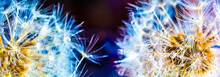 Colorful Dandelion Macro With Lots Of Dew On A Dark Background. Panoramic High Resolution
