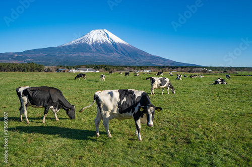 富士山 牛 朝霧高原 Stock Photo Adobe Stock