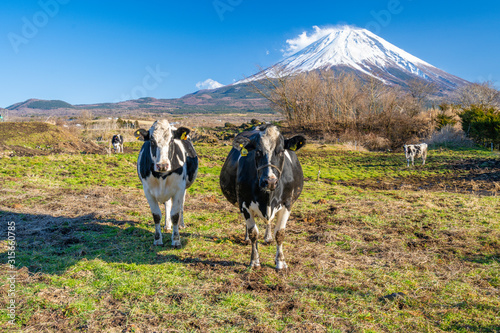 富士山 牛 朝霧高原 Stock Photo Adobe Stock