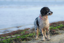 English Springer Spaniel Is Standing On A Beach