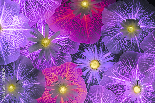 background from flower petals - purple petunia and daisies