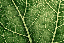 Leaf Texture Close Up In The Detail