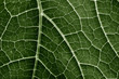 © Vera Kuttelvaserova - green leaf close up in the detail