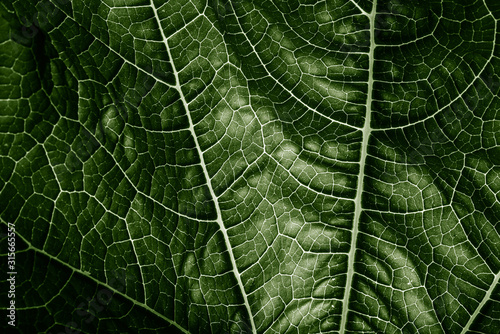 Fotografía green leaf close up - texture in the detail