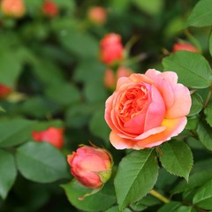 Canvas Print - Pink rose.