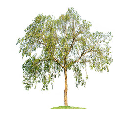 eucalyptus tree isolated on white background